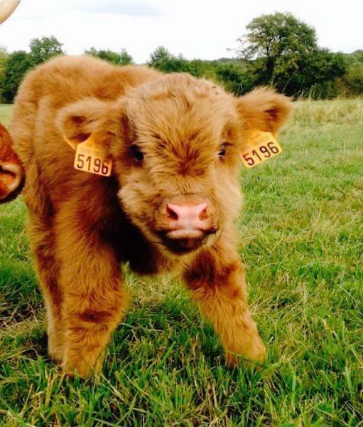 sapphicmalik's tweet photo. i am announcing that fluffy cows are officially my brand 👍 https://t.co/2SNMfWoiZ1