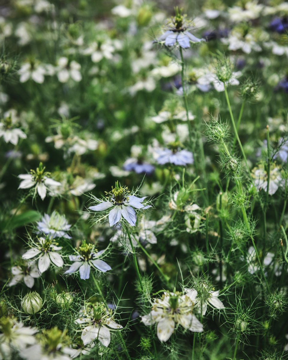 CornmanFarms's tweet photo. The farm is bursting with life these days 🌿🌞🌱🌼
.
.
Photo by @marinapiagoldi
.
.
#farmvenue #michiganvenue #michiganfarm #michiganestate #farmlife #wildflowers #michiganflowers #cornmanfarms #zingermans #summerflowers https://t.co/CXc4cRM2Go
