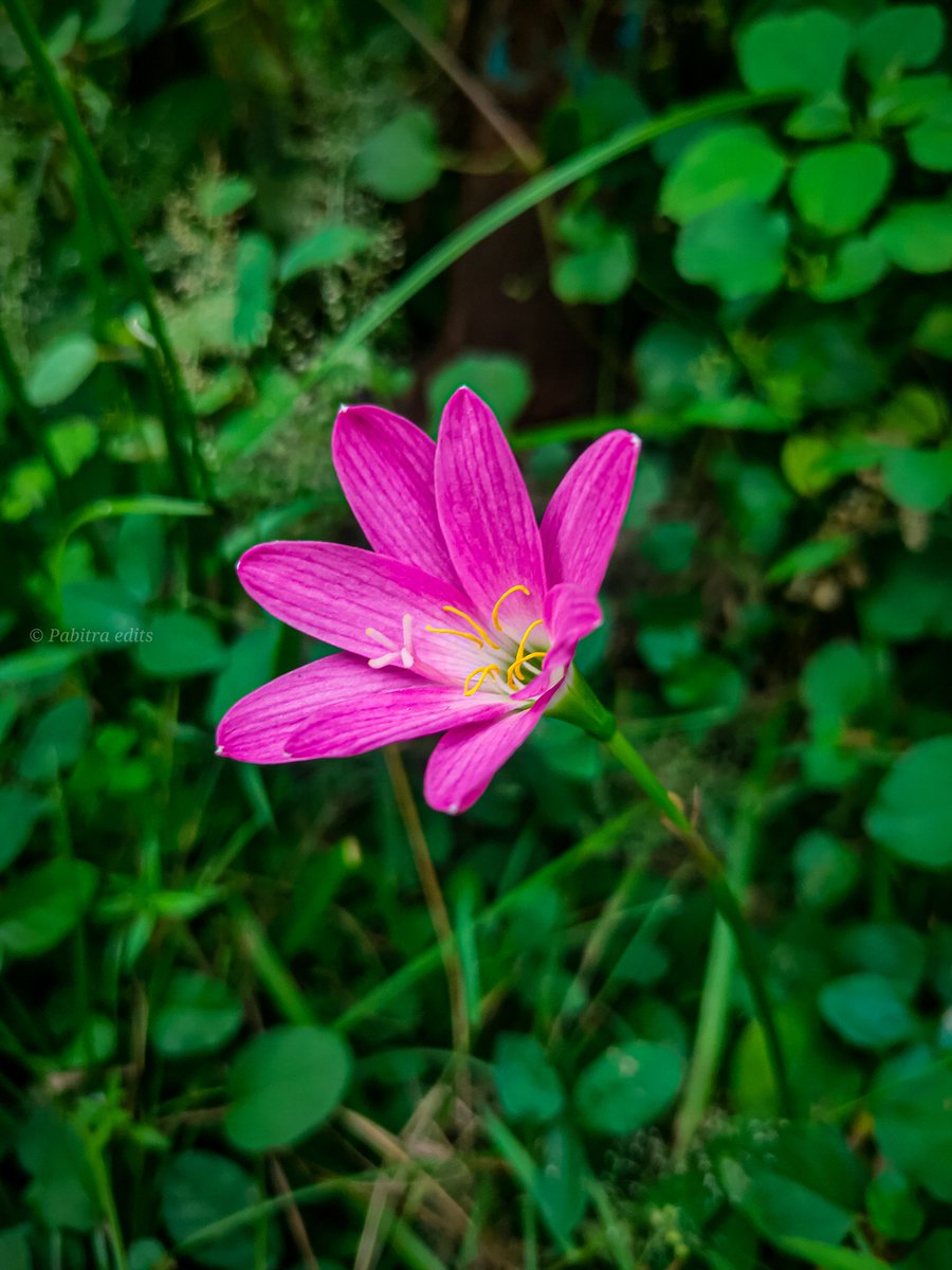 Beautiful flower 😍😍😍❤️👍

#pabitraeditspoint #pabitraedits 
#flowers🌸 #paperflowers #instafollow #flowersoftheday #instagood #instadaily #flowers #flowerstyles_gf #oneplus6 #instamood #flowerslovers #oneplus #flowerstagram #oneplus5 #oneplusphotography #flowerstarz