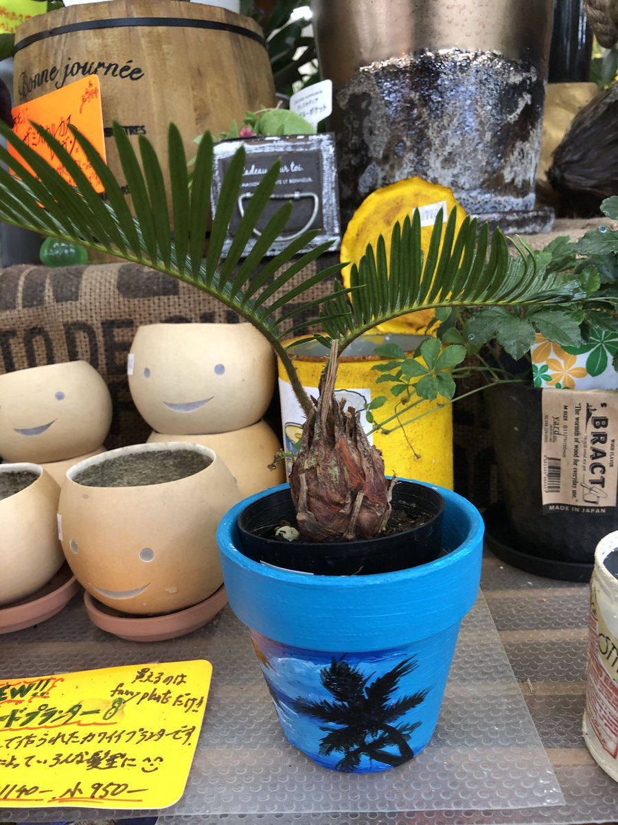 ファニープランツ V Twitter こちらも人気のちびソテツ 大きくなったらお外に こちらは数量限定10個となります 観葉植物 Funnyplants ファニープランツ 栃木 小山市 観葉植物専門店 インテリアグリーン 観葉植物のある暮らし ソテツ 観葉植物インテリア