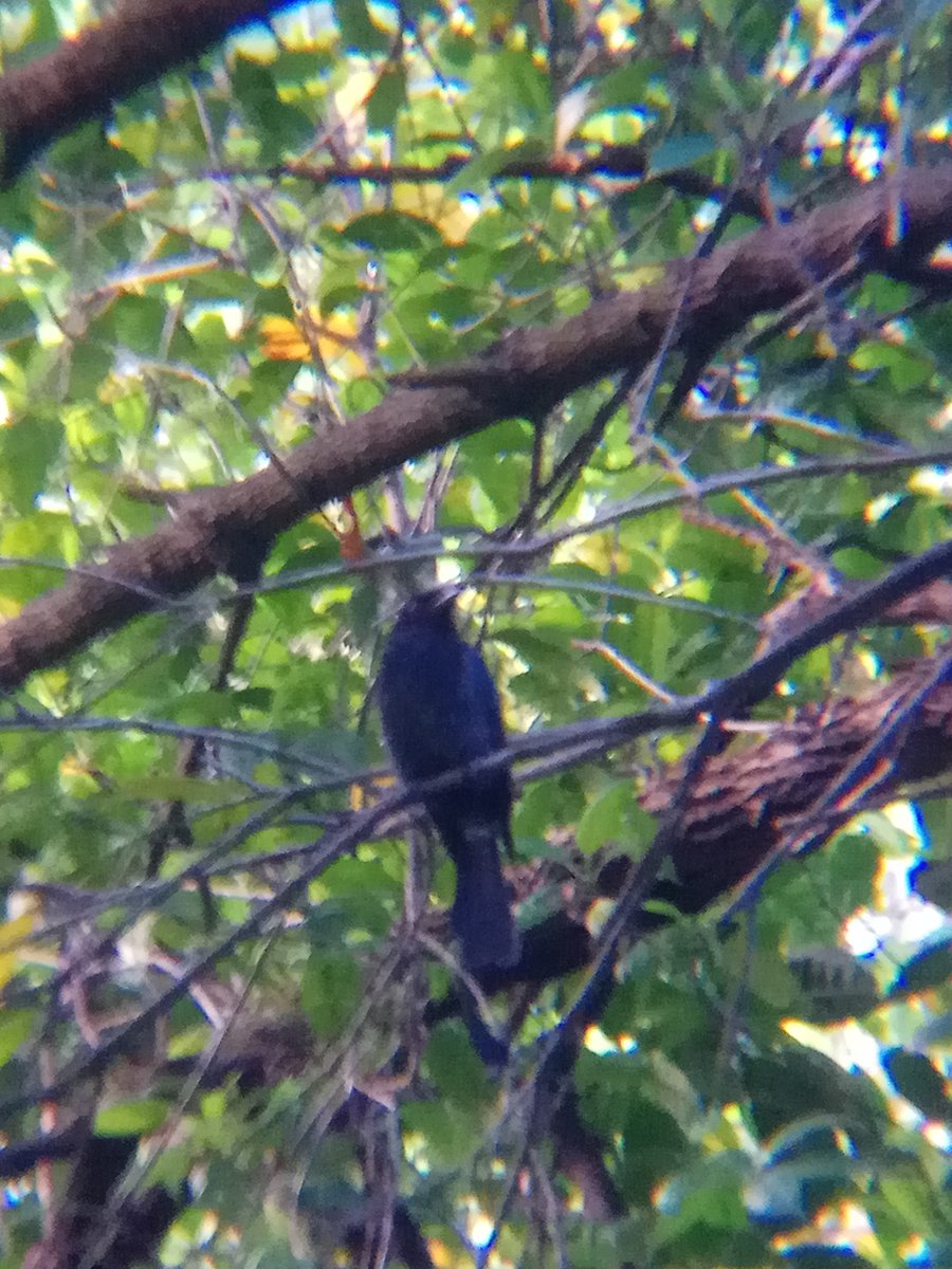 ASIAN KOEL (Eudynamys scolopaceus)I'm so happy to finally capture this elusive bird. They tend to kept things to themselves in the dense forest. But tbh they are still annoying, screaming persistent "ko-EL" everytime. I believe every one of you have at least heard it singing.