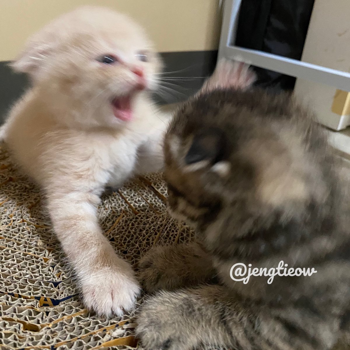 พี่เจ๋งน้องเตี๋ยวไม่ตีกันสิลูกกก tweet media