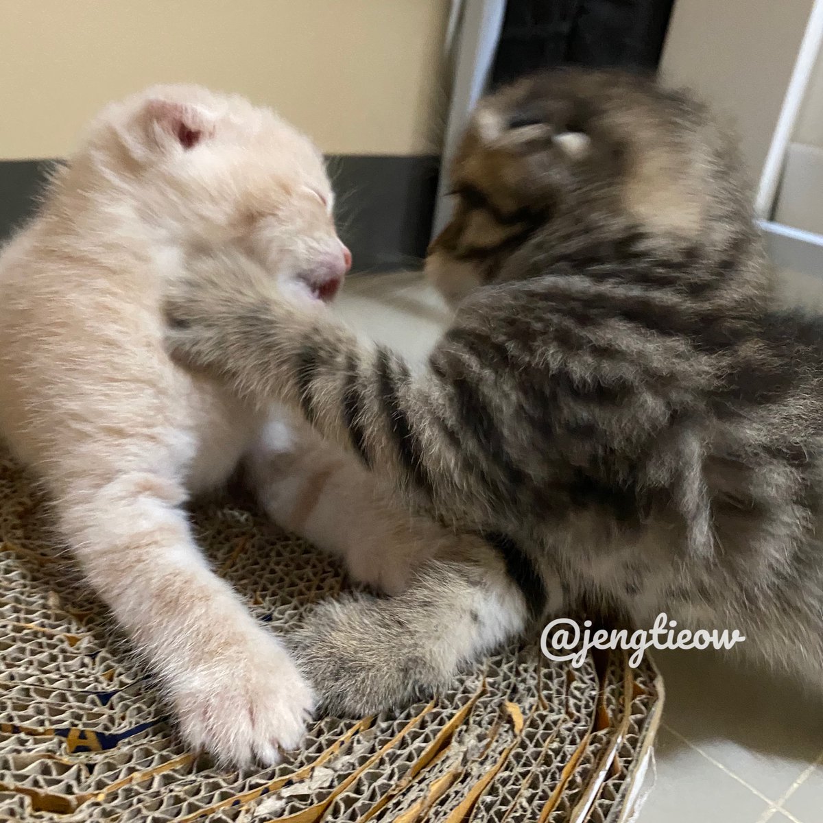 พี่เจ๋งน้องเตี๋ยวไม่ตีกันสิลูกกก tweet media