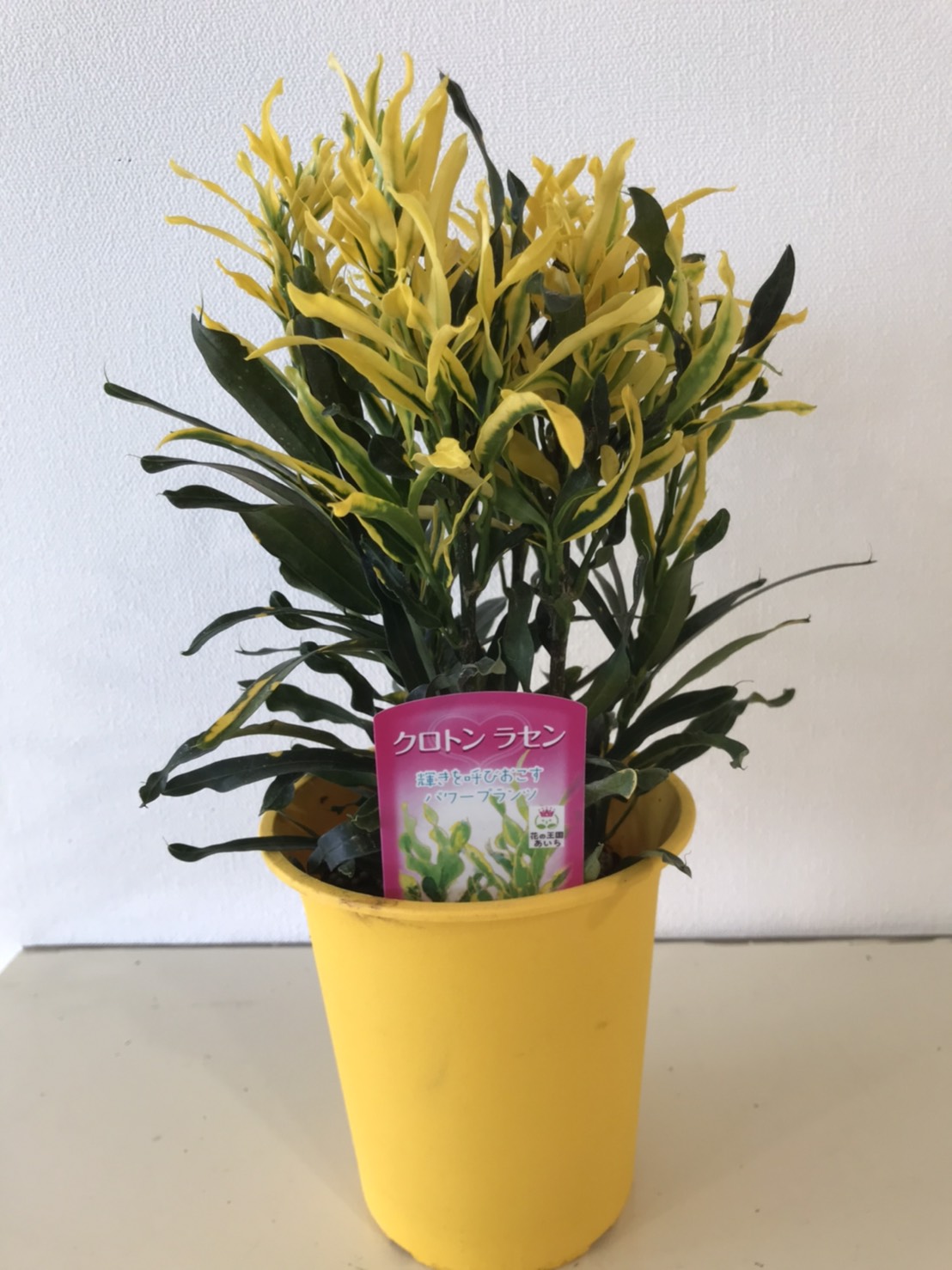 花まつ エール滑川店です 観葉植物 クロトン 沖縄では 幸せを呼ぶ縁起の良いものとしてシーサーと共に門前に飾られているそうです 花言葉 妖艶 艶っぽい 美しい葉色や斑模様を持つ艶やかな姿にピッタリ 花まつ 花が好き T Co Egettrg6am
