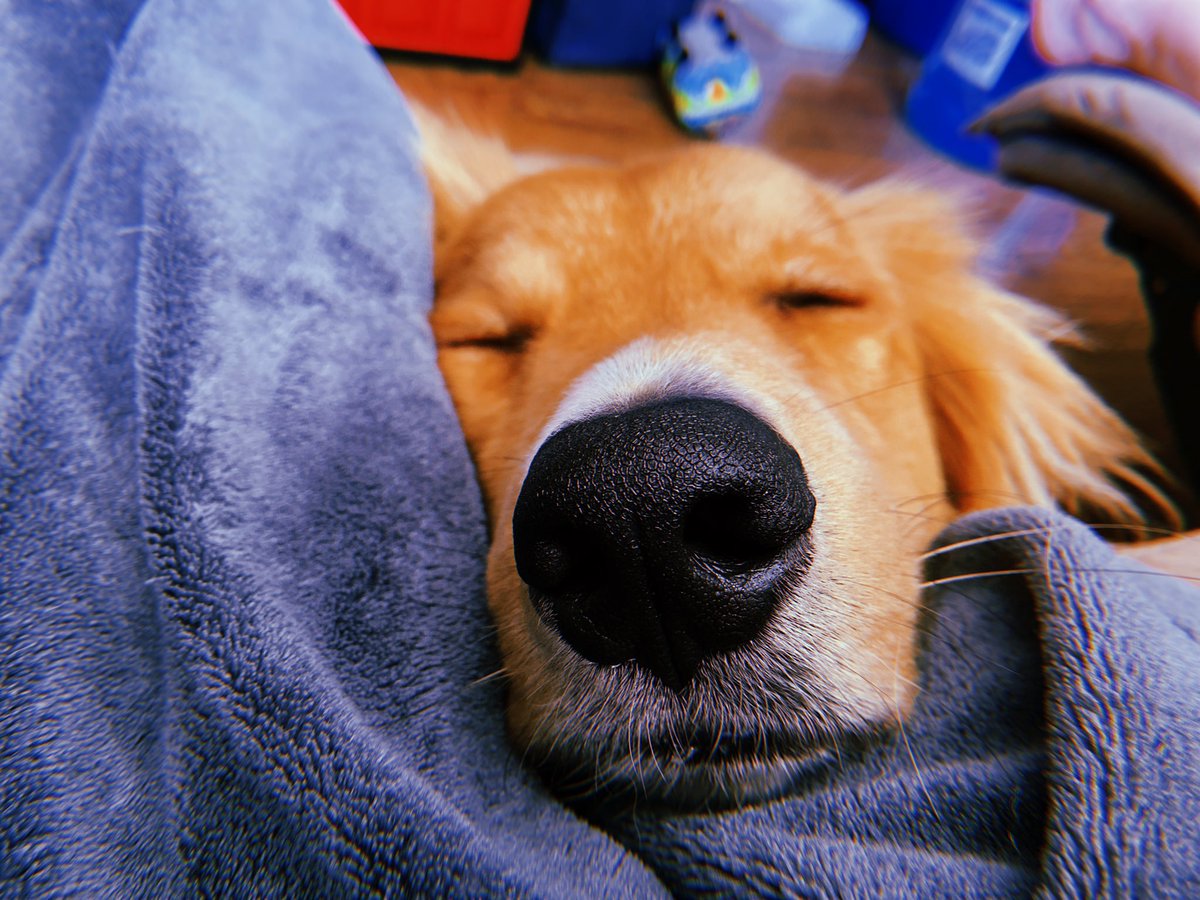 paigebutt's tweet photo. I’m about to spend three nights away from Marshall for the first time and I’m already crying. https://t.co/OmHYI1uNWA