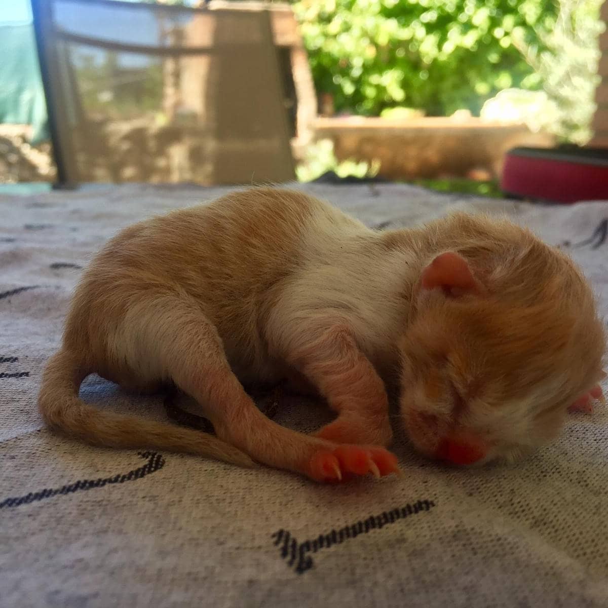 caminandums's tweet photo. Ha nacido este gatito anoche en la terraza de mi casa cerca de Madrid y lo regalo para quien quiera cuidarle. Le hemos llamado Chinchón.  Puedes contactar conmigo por el chat de Instagram @caminandums https://t.co/fhYnWwp6Vd