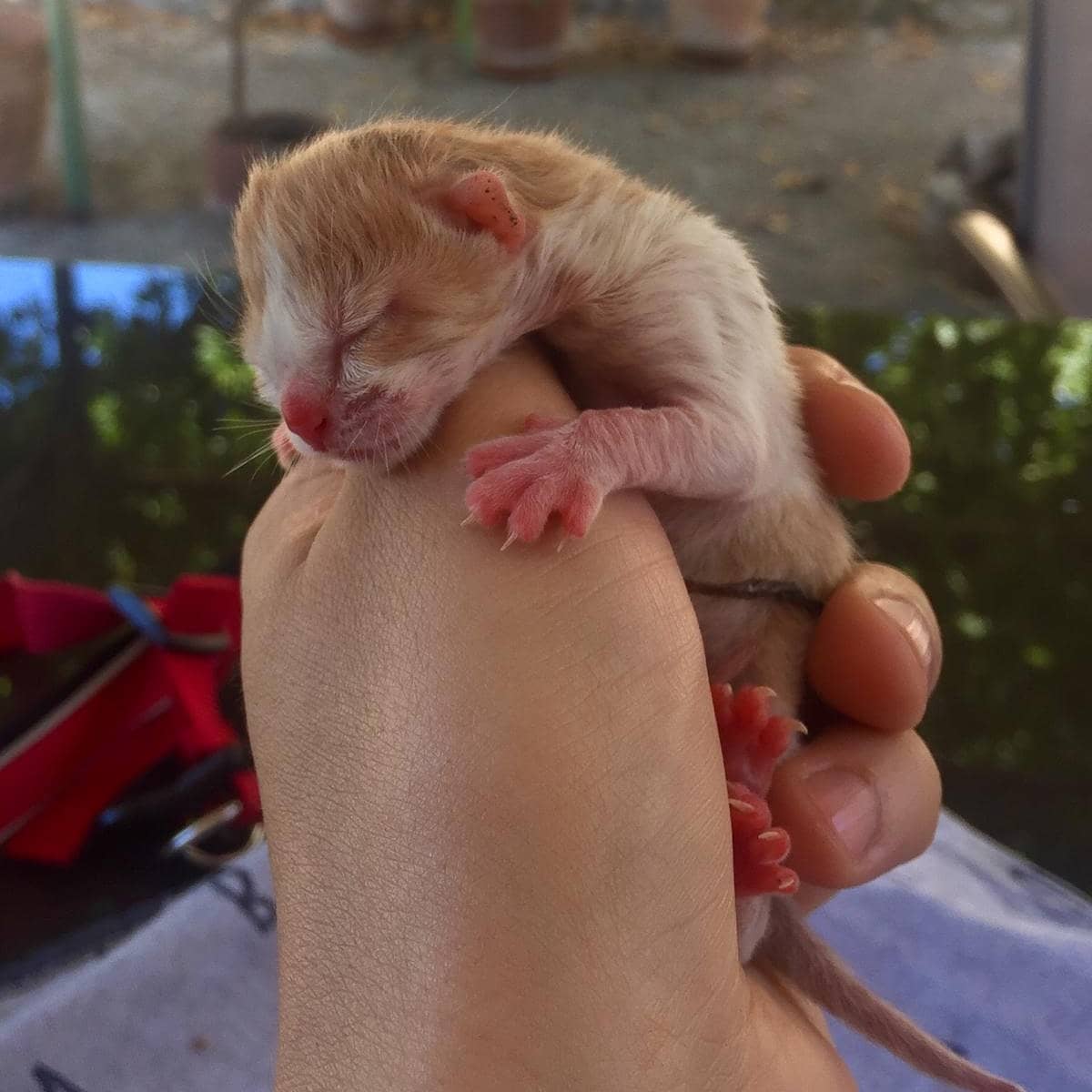 caminandums's tweet photo. Ha nacido este gatito anoche en la terraza de mi casa cerca de Madrid y lo regalo para quien quiera cuidarle. Le hemos llamado Chinchón.  Puedes contactar conmigo por el chat de Instagram @caminandums https://t.co/fhYnWwp6Vd