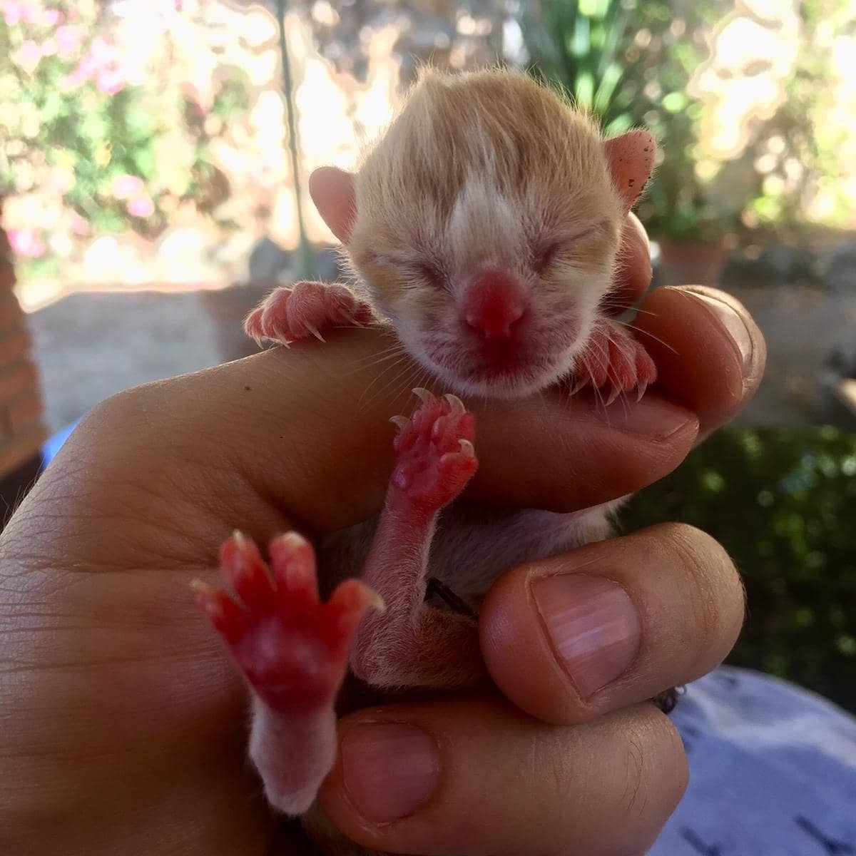 caminandums's tweet photo. Ha nacido este gatito anoche en la terraza de mi casa cerca de Madrid y lo regalo para quien quiera cuidarle. Le hemos llamado Chinchón.  Puedes contactar conmigo por el chat de Instagram @caminandums https://t.co/fhYnWwp6Vd
