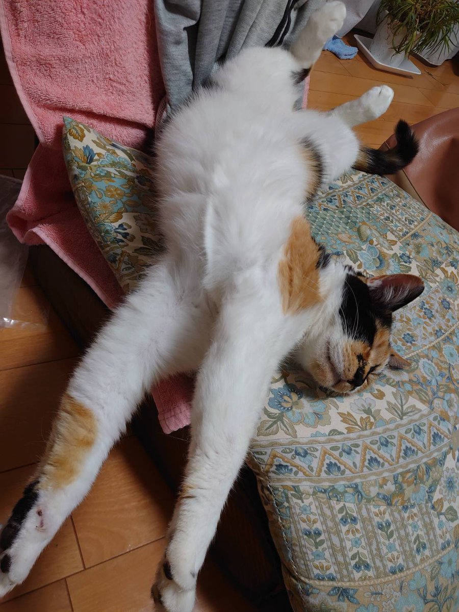 a_c_325's tweet photo. びよーん💤 https://t.co/BdMhMZhKYp