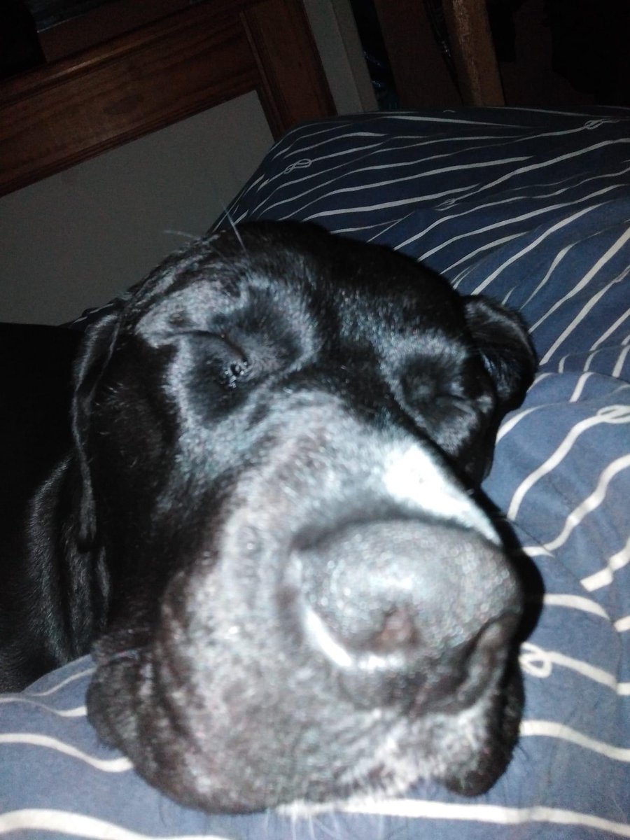 SheriBurrows's tweet photo. Trying to find my dogs. PM me if you know anything. Personal story will not be released for now. #CharlieandZeus https://t.co/JPD8NEisMz