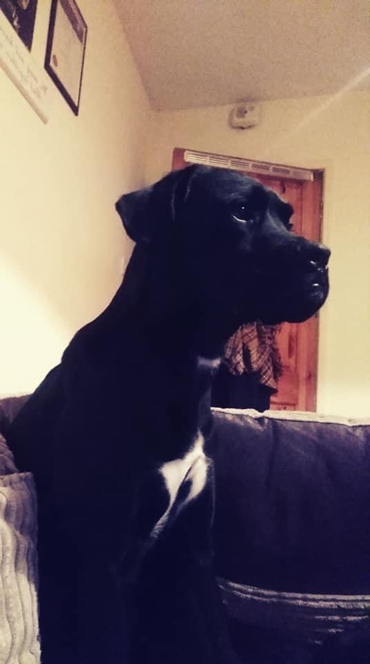 SheriBurrows's tweet photo. Trying to find my dogs. PM me if you know anything. Personal story will not be released for now. #CharlieandZeus https://t.co/JPD8NEisMz