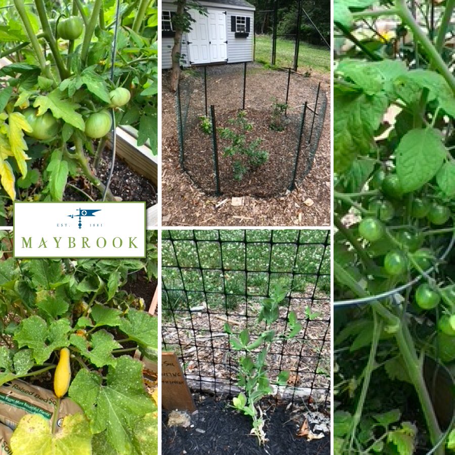 MaybrookApt's tweet photo. The Maybrook Gardeners have formed a great community, with many volunteers helping each other as well as taking on garden-wide needs, such as providing tools for gardening, outfitting the garden shed, weeding, watering &amp; sharing seeds and plants for the Community planting beds. https://t.co/V1xbM2iDEZ