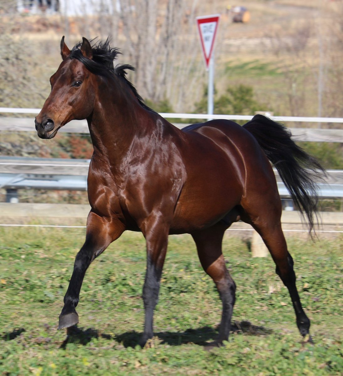 CaroSearcc's tweet photo. Give away to the Knight Exemplars in the @atc_races Highways! 🤣 Only one better, the lovely Leo, for former Highway winner Feel The Knight, full bro to another Highway winner Look Feel @brisbanemeadow and on Bred To Win early August #sonofExceed&Excel 👏❤️🐎🎥 https://t.co/tgfn370RsD