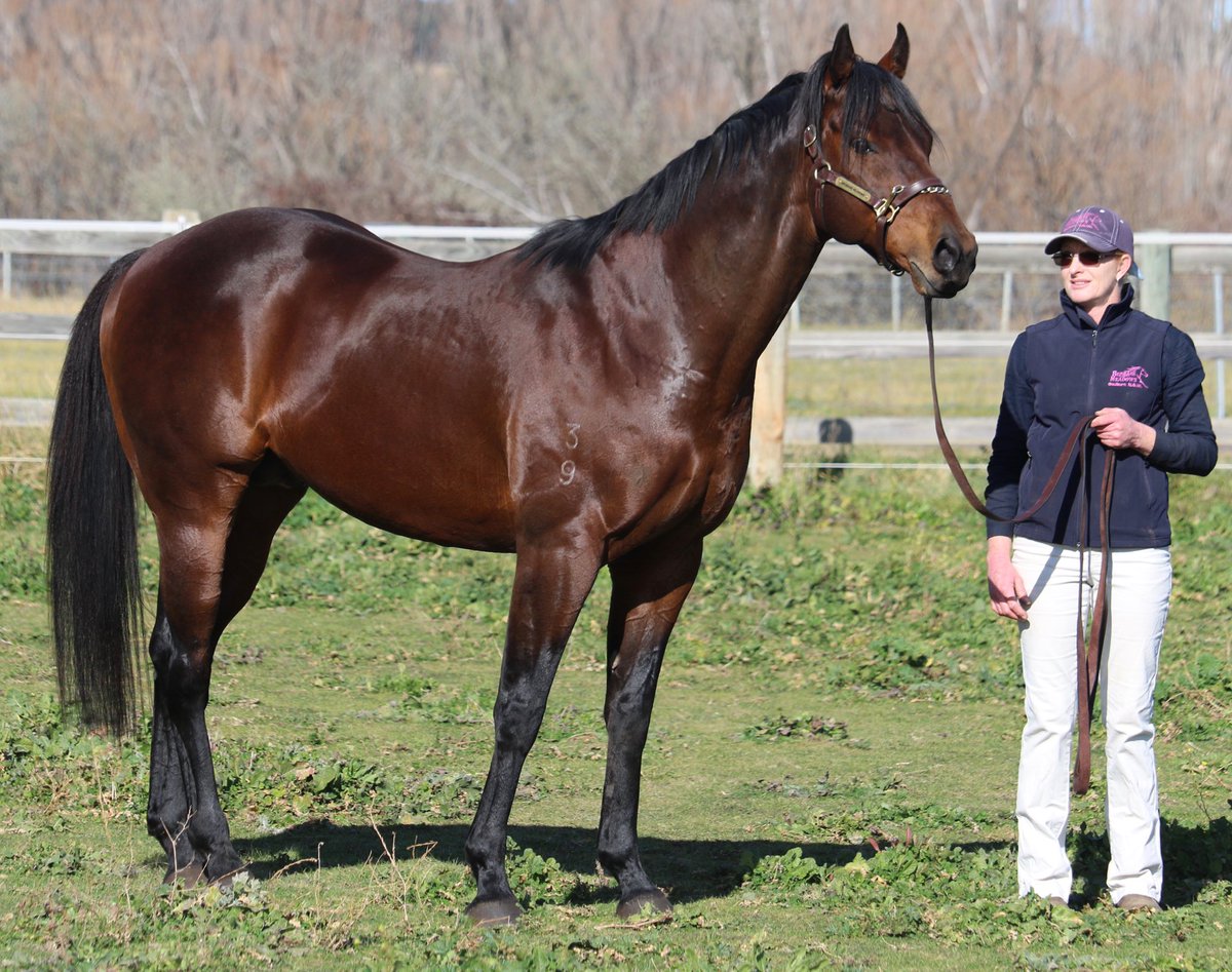 CaroSearcc's tweet photo. Give away to the Knight Exemplars in the @atc_races Highways! 🤣 Only one better, the lovely Leo, for former Highway winner Feel The Knight, full bro to another Highway winner Look Feel @brisbanemeadow and on Bred To Win early August #sonofExceed&Excel 👏❤️🐎🎥 https://t.co/tgfn370RsD