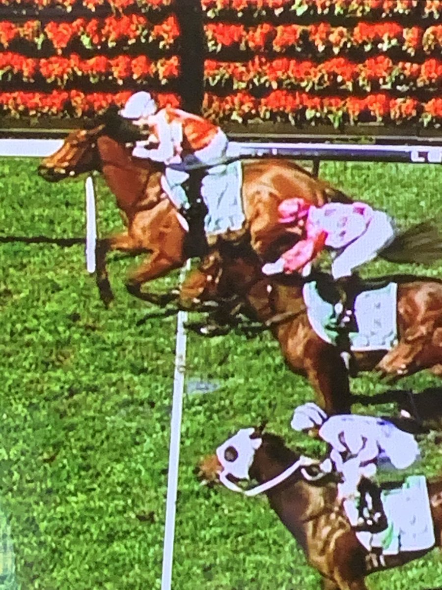 CaroSearcc's tweet photo. Give away to the Knight Exemplars in the @atc_races Highways! 🤣 Only one better, the lovely Leo, for former Highway winner Feel The Knight, full bro to another Highway winner Look Feel @brisbanemeadow and on Bred To Win early August #sonofExceed&Excel 👏❤️🐎🎥 https://t.co/tgfn370RsD