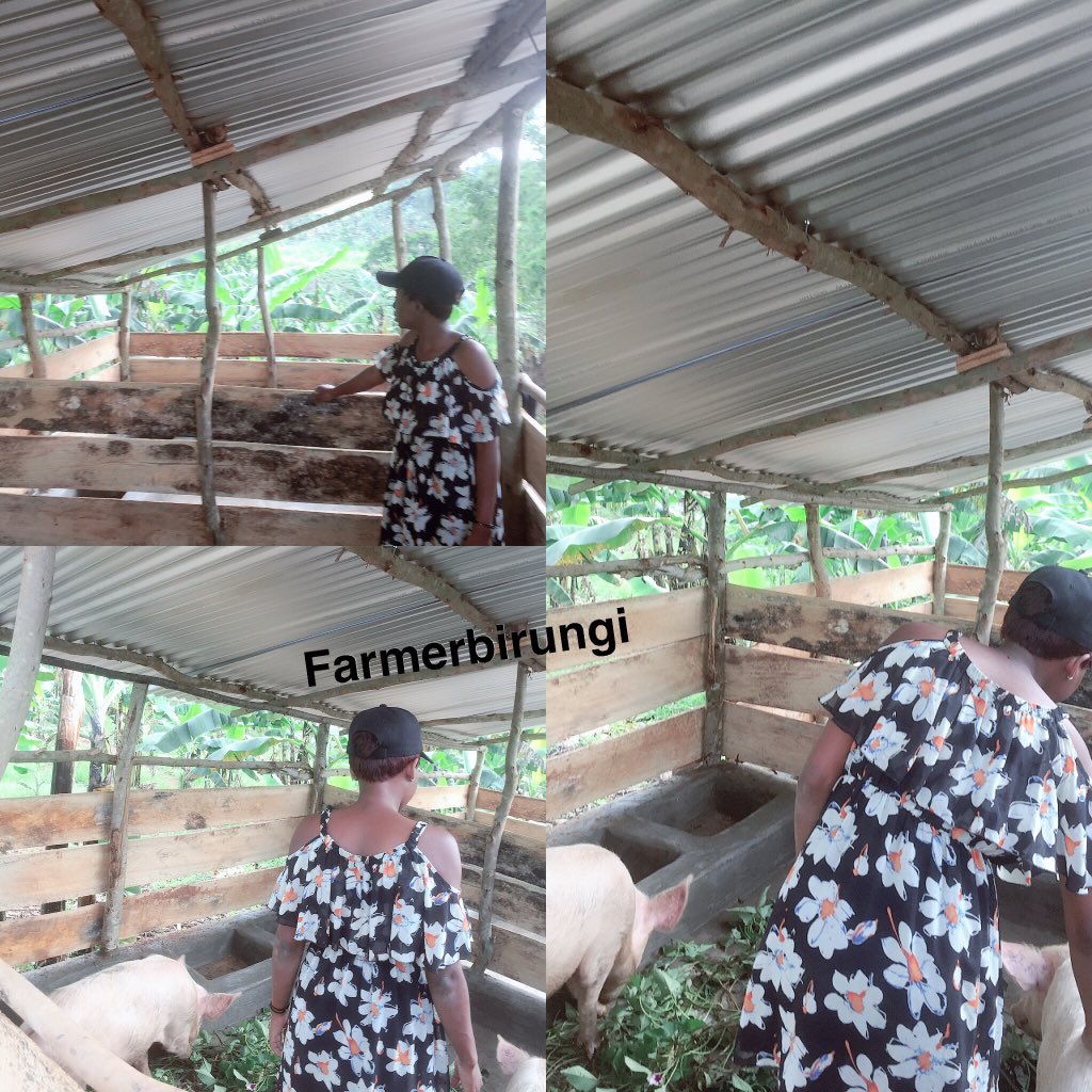 FarmerBirungi's tweet photo. I chose never to give up๐
It has taken me a lot of sweat, pain ,sacrifice but all that canโt pull me done๐. Iโm self driven and so determined
Venturing in the Agriculture sector is one thing Iโm so proud of and grateful
#letsgofarming #youthinagriculture
#farmingisthewaytogo https://t.co/mFU25ly0PC