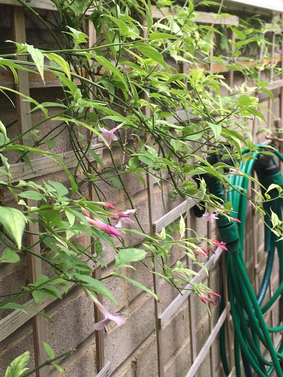 Jan_Lentzos's tweet photo. The Jasmine plant under my kitchen window is flowering...
🌿🌸 👀
Its pale pink flowers may be small...
But they have a tremendous scent...
🌿🌸👃
#JasminePlant #InMyGarden #PinkJasmine #Hybrid #Jasminumxstephanense #StarShaped #Scented #PinkFlowers #July #Update #UnderMyWindow https://t.co/GxfrymcHhM