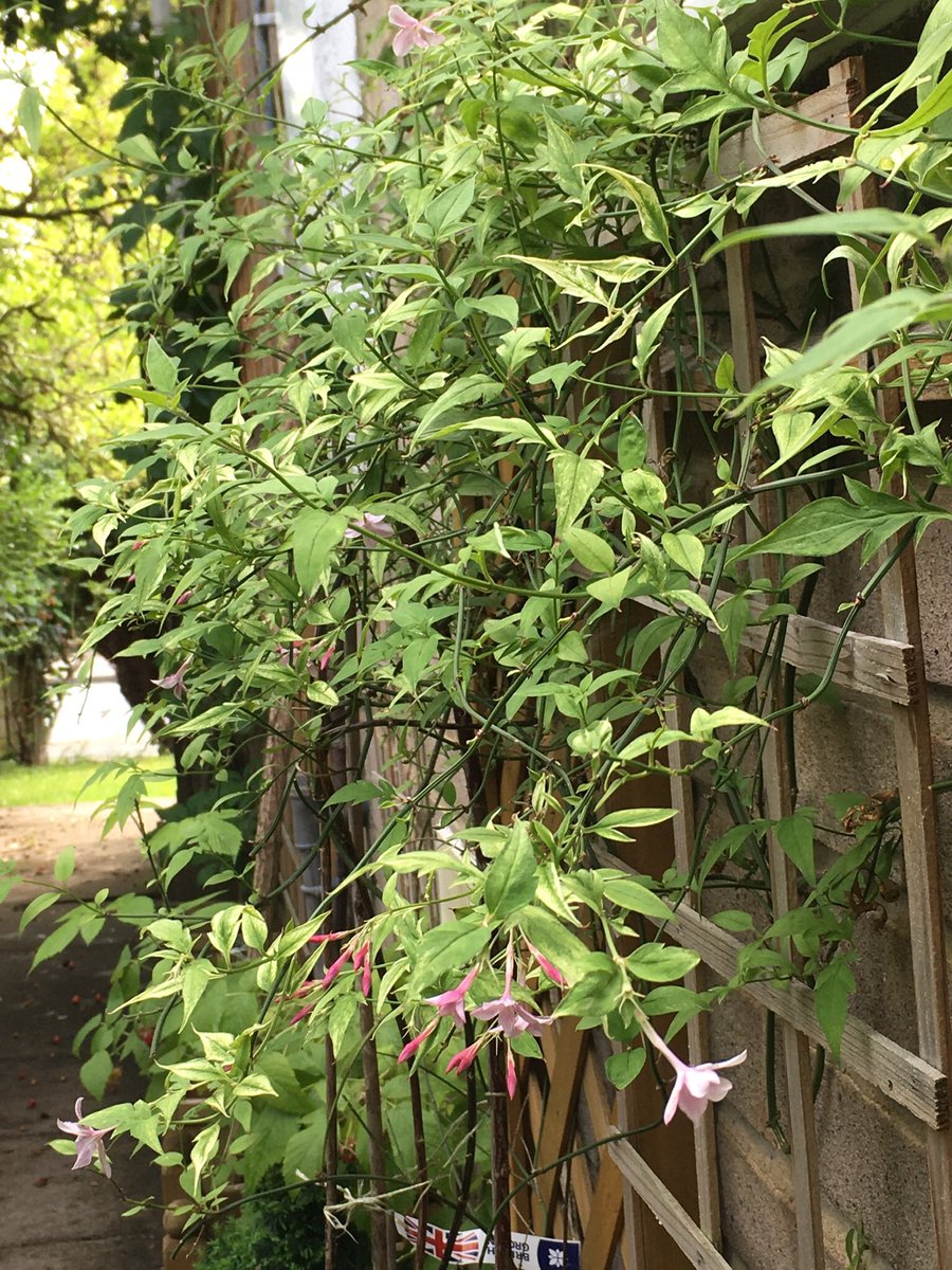 Jan_Lentzos's tweet photo. The Jasmine plant under my kitchen window is flowering...
🌿🌸 👀
Its pale pink flowers may be small...
But they have a tremendous scent...
🌿🌸👃
#JasminePlant #InMyGarden #PinkJasmine #Hybrid #Jasminumxstephanense #StarShaped #Scented #PinkFlowers #July #Update #UnderMyWindow https://t.co/GxfrymcHhM