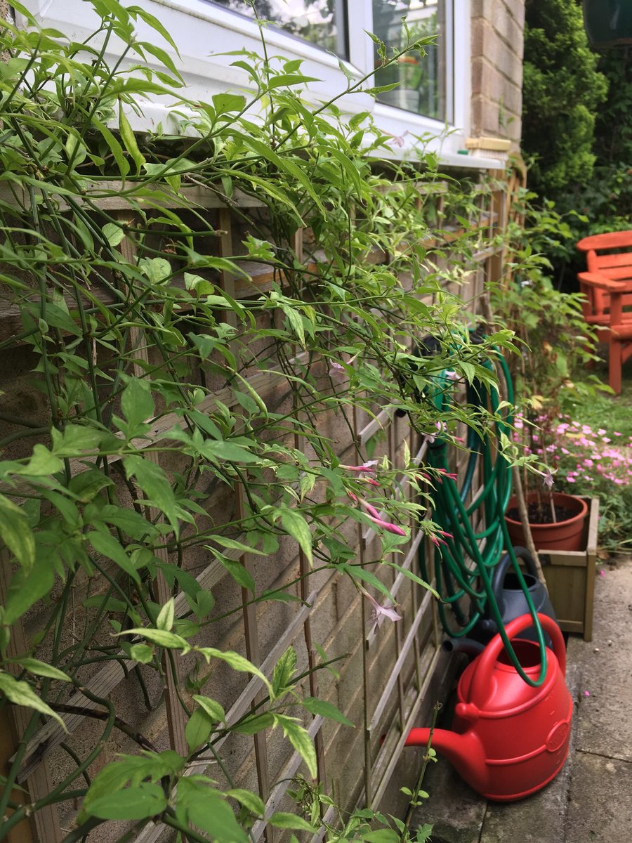 Jan_Lentzos's tweet photo. The Jasmine plant under my kitchen window is flowering...
🌿🌸 👀
Its pale pink flowers may be small...
But they have a tremendous scent...
🌿🌸👃
#JasminePlant #InMyGarden #PinkJasmine #Hybrid #Jasminumxstephanense #StarShaped #Scented #PinkFlowers #July #Update #UnderMyWindow https://t.co/GxfrymcHhM