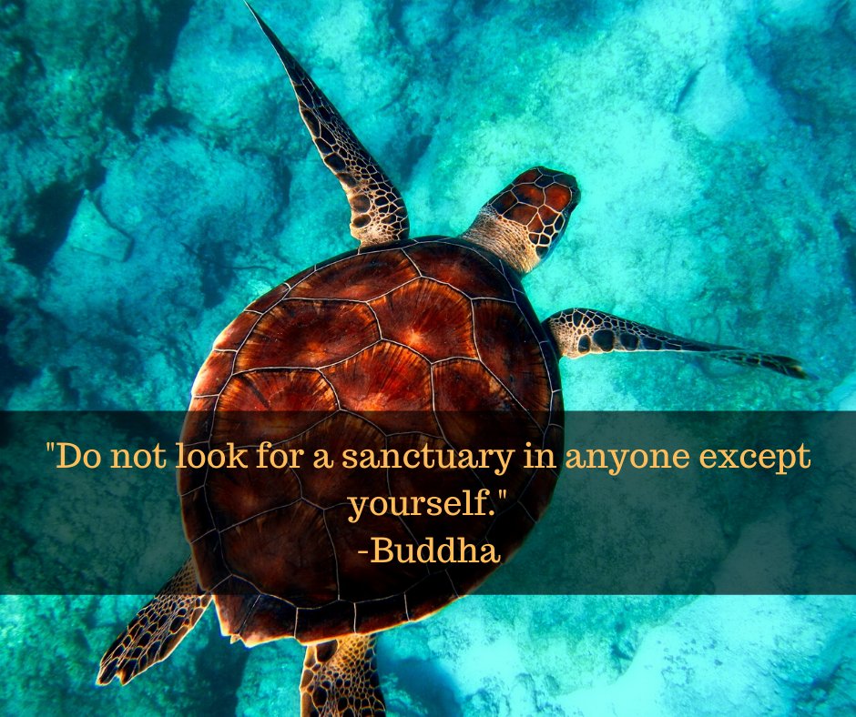 EWBookshop's tweet photo. Buddha suggests, be more like Turtle. https://t.co/wTykkqOJIq