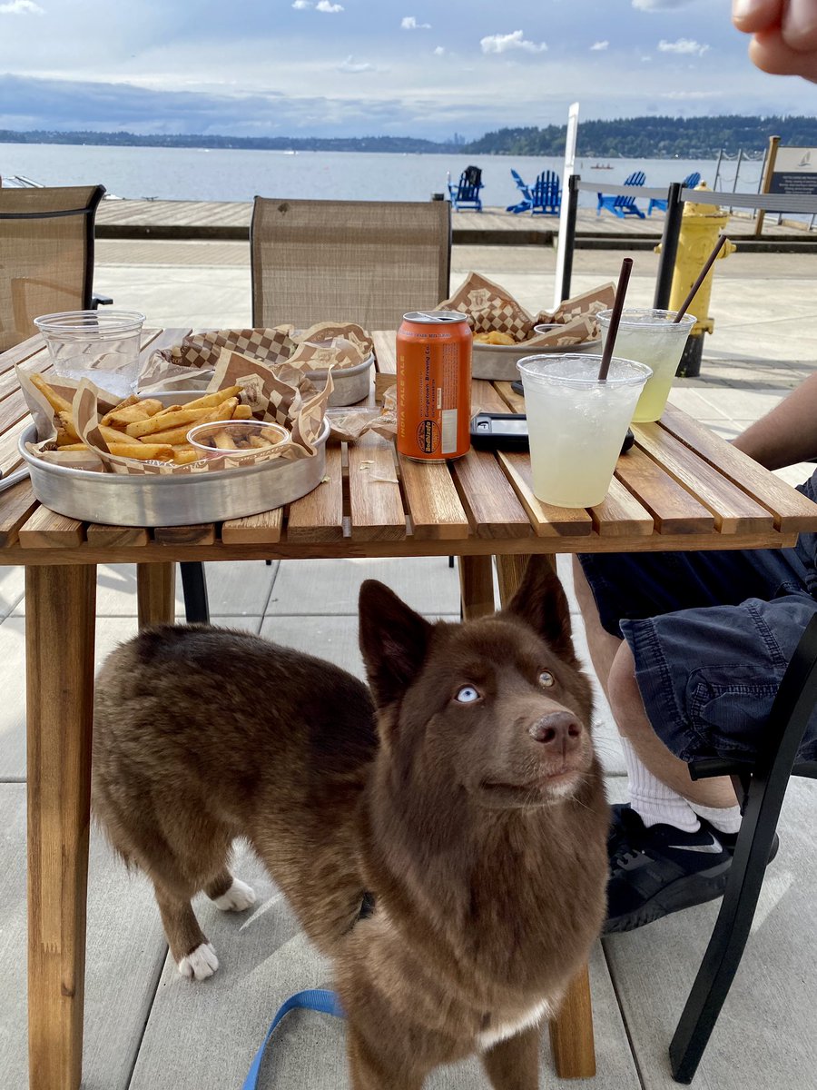 thehuletpack's tweet photo. When a social distancing restaurant pops up in the front yard 😎🐕 #yum #sliders #fries #friyay #holidayweekend #husky https://t.co/5DEHhPnPrX