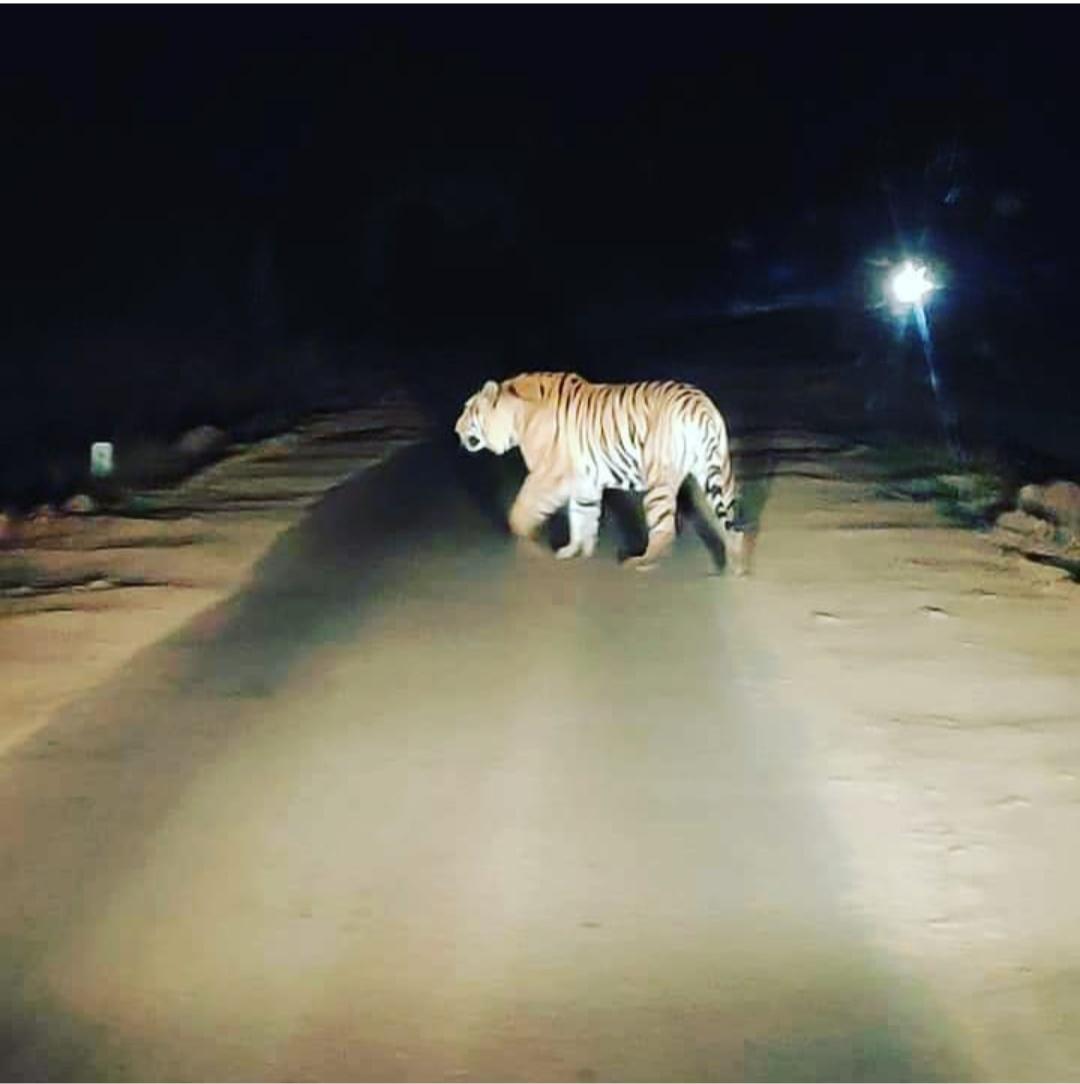 just_gaurav's tweet photo. Out of the box. Bheem, one of the giant of Bandhavgarh is on road. @ParveenKaswan https://t.co/RNXqkNYxVD