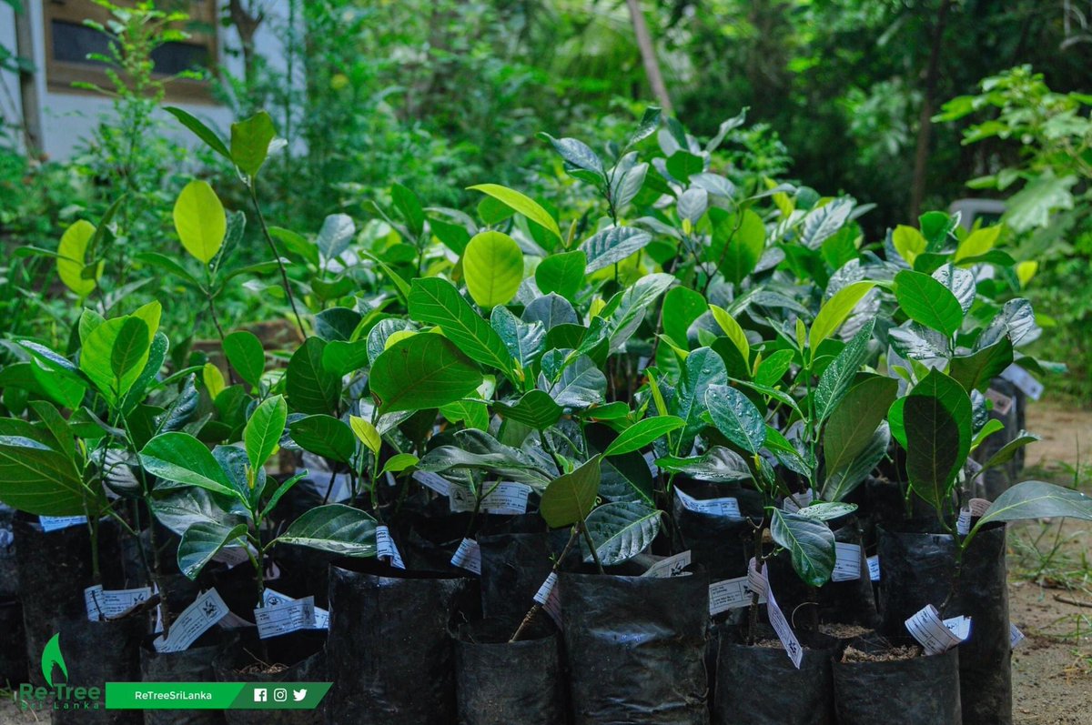 ReTreeSrilanka's tweet photo. Jak Tree Revolution phase 1 was a huge success as we completed the initial phase of distributing Jak Trees to households in and around Mawanella.

if you want to obtain a jak tree : https://t.co/nf9RHIJ1bF

#retreeLk #jaktreerevolution #greenbreeze #Retree

Design:@PictureSquelk https://t.co/UxoiWxgxWD