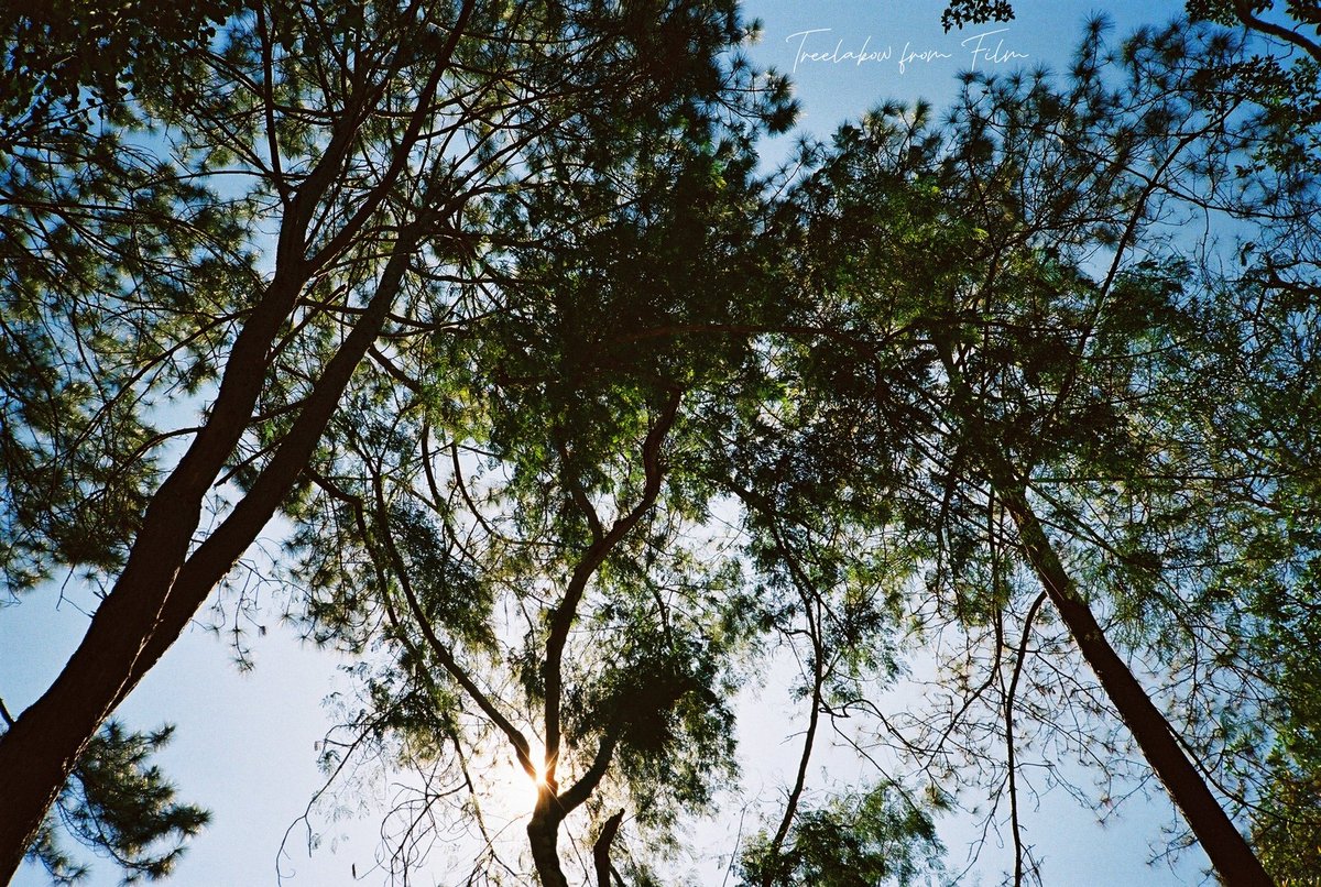 TreeLaKow's tweet photo. คิดถึงกล้องฟิลม์ เมื่อไหร่จะได้ออกไป 💙

#ทีละก้าว https://t.co/wQ6WFMEbjh