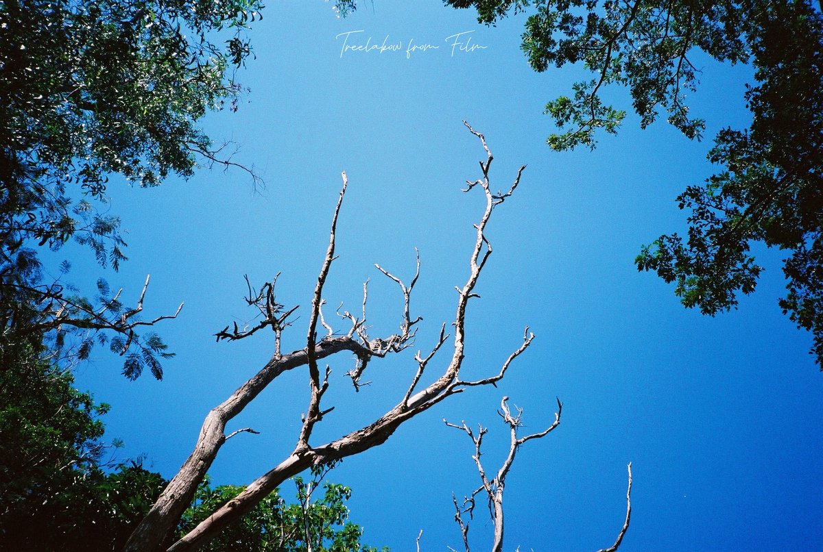 TreeLaKow's tweet photo. คิดถึงกล้องฟิลม์ เมื่อไหร่จะได้ออกไป 💙

#ทีละก้าว https://t.co/wQ6WFMEbjh