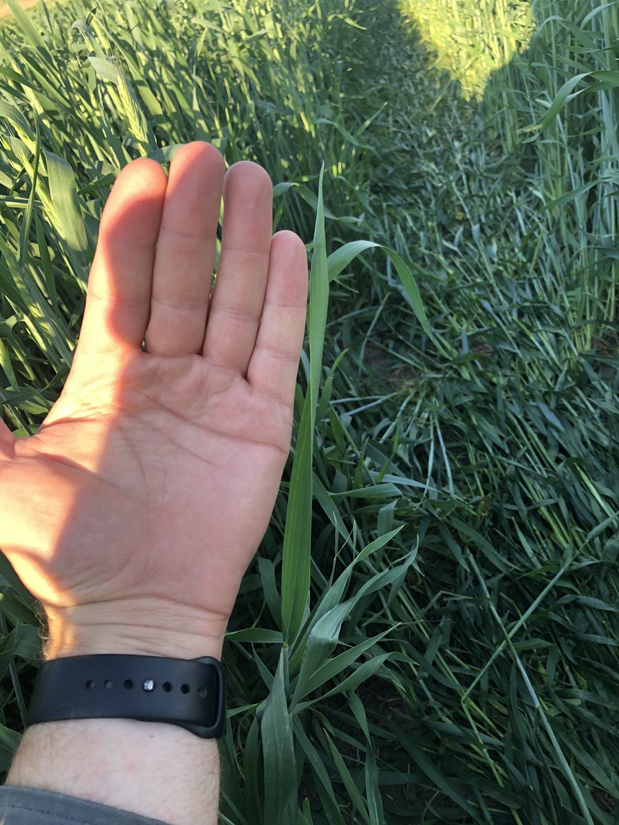 Nice evening to get some fungicide on to protect the silage crop.  Every leaf counts for forage production.  <a href="/ABSeedman/">Fabian Seed Farms Inc.</a> liking the looks of the AAC Delight Triticale.