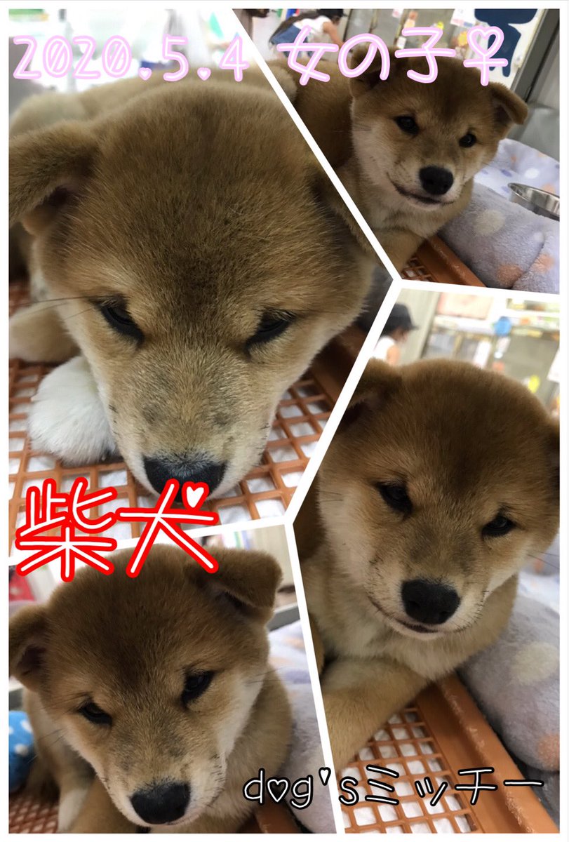 Dogs_mitchy's tweet photo. 【New Face】
5/4生まれの柴犬の女の子♀
#柴犬
#犬
#猫
#dogsミッチー https://t.co/n75Gm4DsQX