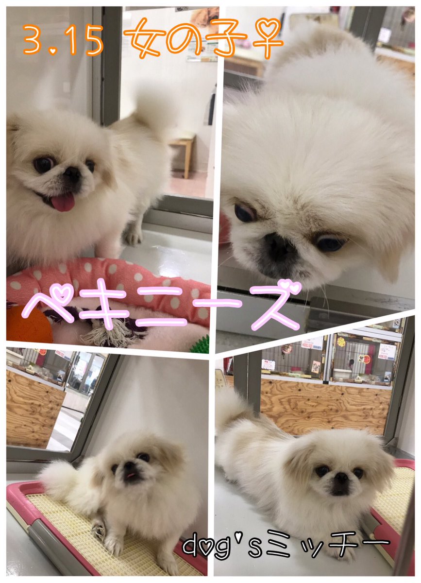 Dogs_mitchy's tweet photo. 【New Face】
3/15生まれのペキニーズの女の子♀
#ペキニーズ
#犬
#猫
#dogsミッチー https://t.co/CjSjQ8lpET