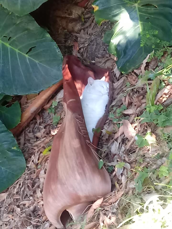 animalfess2's tweet photo. nyari ulet segede ini dimana ya? 
anf!
https://t.co/fXu6lEkVEZ