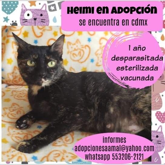 <a href="/lagateria/">La Gatería</a> La hermosa Heimi, sigue esperando que su humano aparezca por aquí, y le de una oportunidad, no te gustaría ser tu?  #adopciones #adoptanocompres #adoptaungatito #proyectogattocdmx #porunasegundaoportunidad  #lovelycats #cats  #gato #gatoslindos #love #tierno #rt