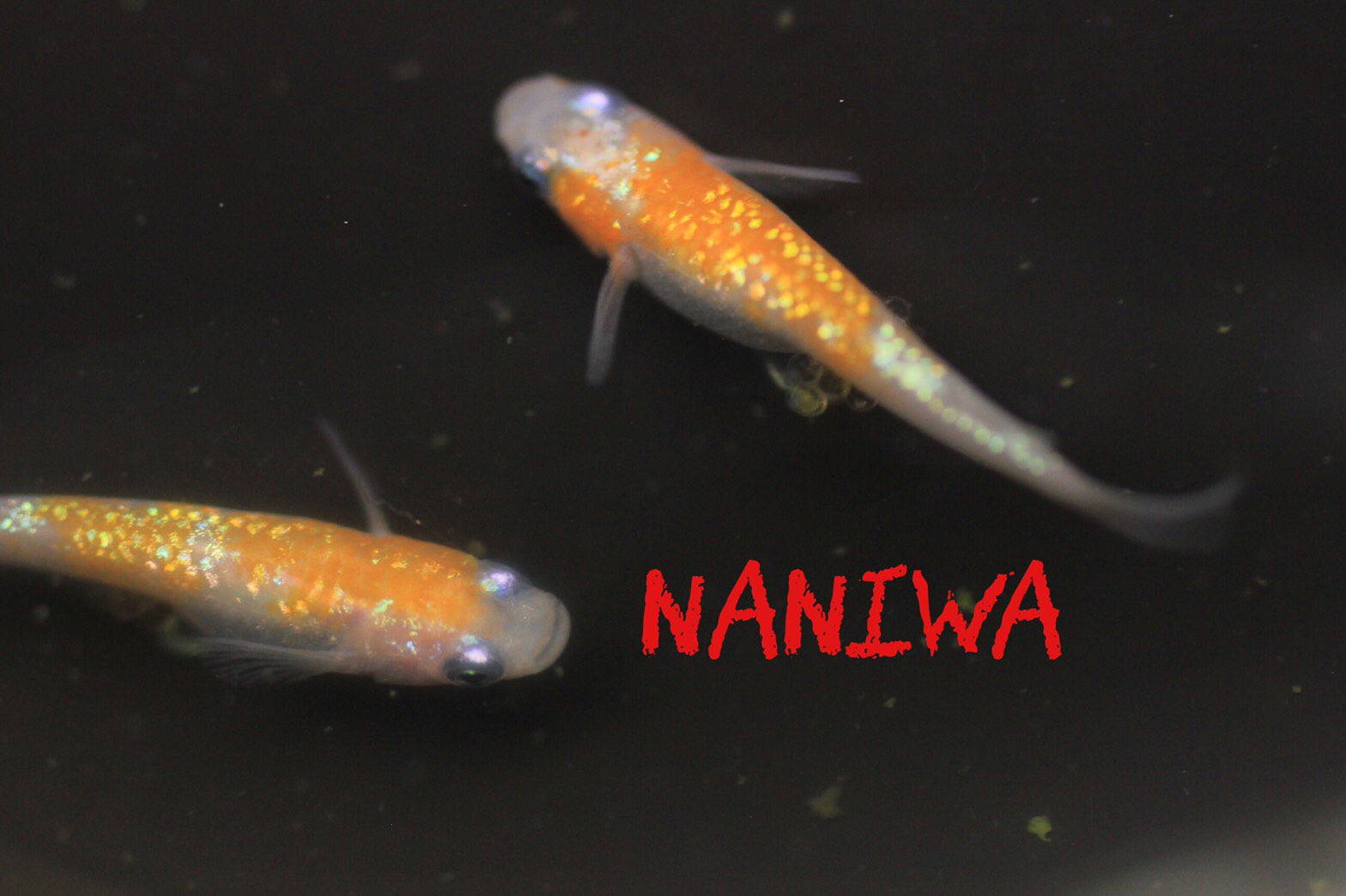 なにわめだか 本日時ごろより ヤフオクにて 王華の稚魚と月華の有精卵 30分オークションを予定しております 安く買えるチャンスなので 是非 めだか メダカ 水槽 アクアリウム 月華 王華 T Co Z2evg9pglk Twitter