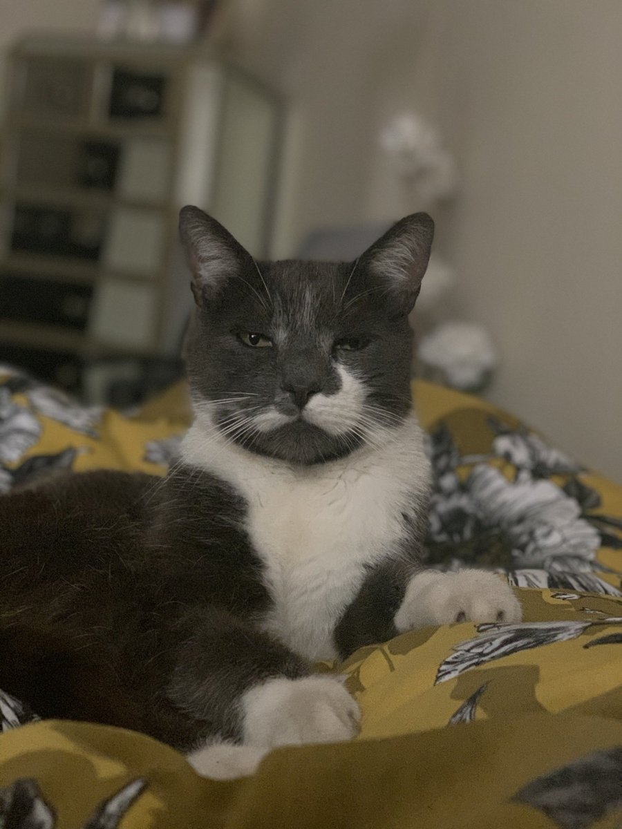 RaihanaMukhtar's tweet photo. Wakey wakey... move it...get up ...
#Caturday #CatsOfTwitter #SuperSpreaderSaturday #SuperSaturday #StayingAtHome #Nolayin #iloveyou https://t.co/ZdFwPbctGO