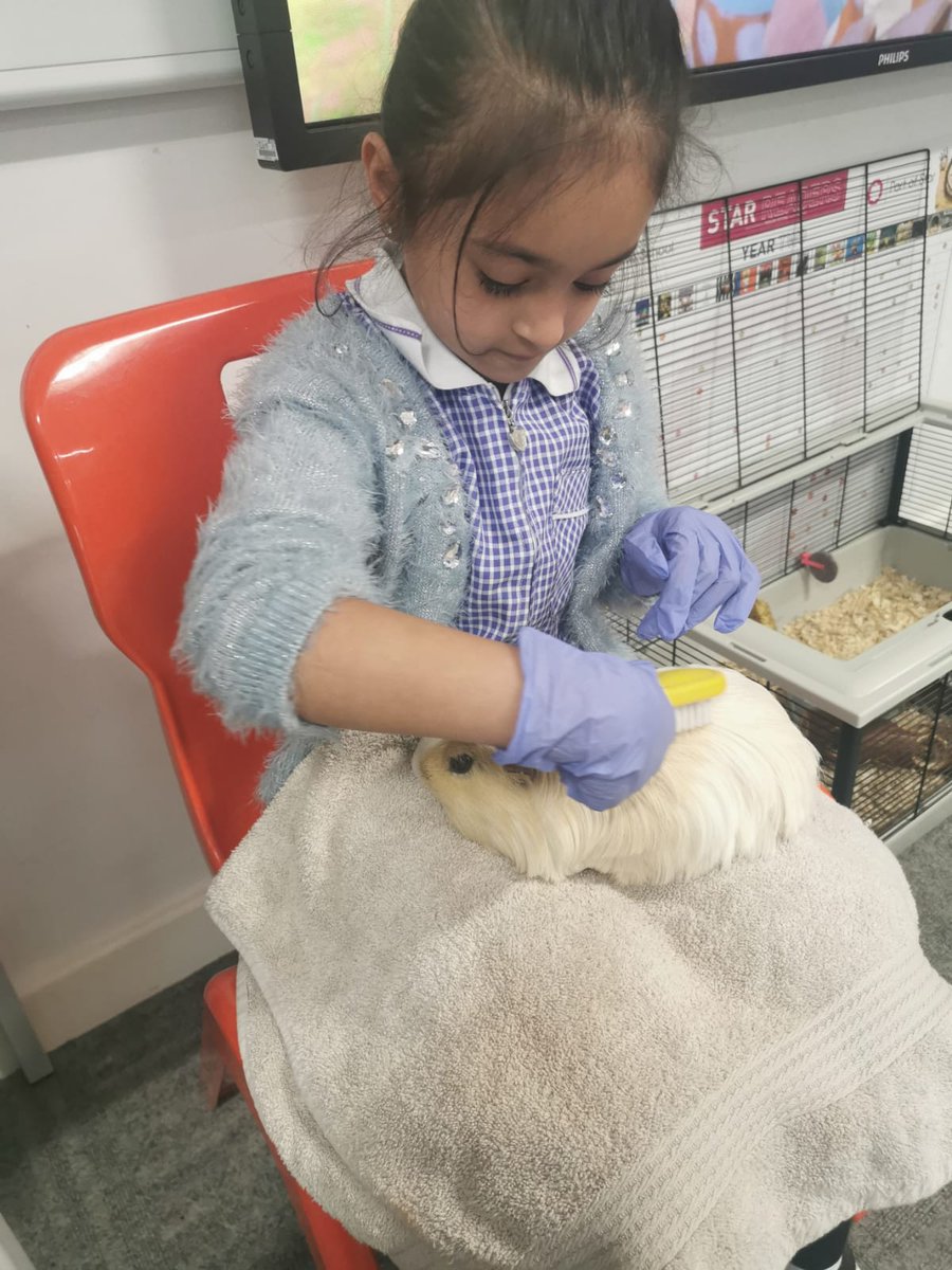 olive_bburn's tweet photo. This week Year 1 have been learning  about how to take care of pets with Miss Schultz's Guinea pigs, flash and dash!
#Respect #careforpets #WeAreStar https://t.co/eQwac47HBV
