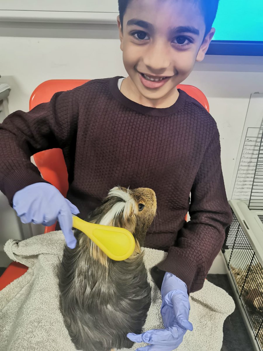 olive_bburn's tweet photo. This week Year 1 have been learning  about how to take care of pets with Miss Schultz's Guinea pigs, flash and dash!
#Respect #careforpets #WeAreStar https://t.co/eQwac47HBV