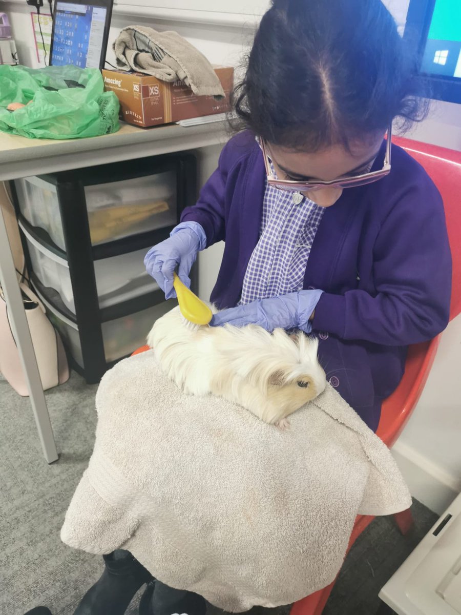olive_bburn's tweet photo. This week Year 1 have been learning  about how to take care of pets with Miss Schultz's Guinea pigs, flash and dash!
#Respect #careforpets #WeAreStar https://t.co/eQwac47HBV