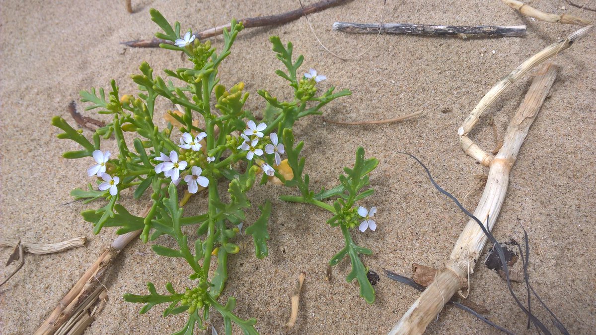 PurbeckWild's tweet photo. Sea Rocket, just above the high water mark.
Beachcombing is such brilliant fun. You never know what you'll find.
#wildflowers #wildflowerhour #searocket #beachcombing https://t.co/aIa5pSTXP5