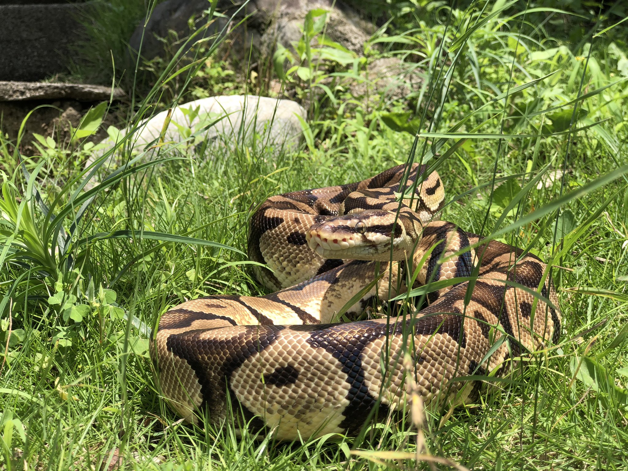 ジャパン スネークセンター Jsc 写真の口元にあるたくさんの穴は鼻の穴ではなく ピット という器官 です 穴の奥には薄い膜があり そこに赤外線が当たることで熱を感知できる仕組みです ヘビ特有の器官ですが ニシキヘビの仲間や夜行性の毒ヘビの一