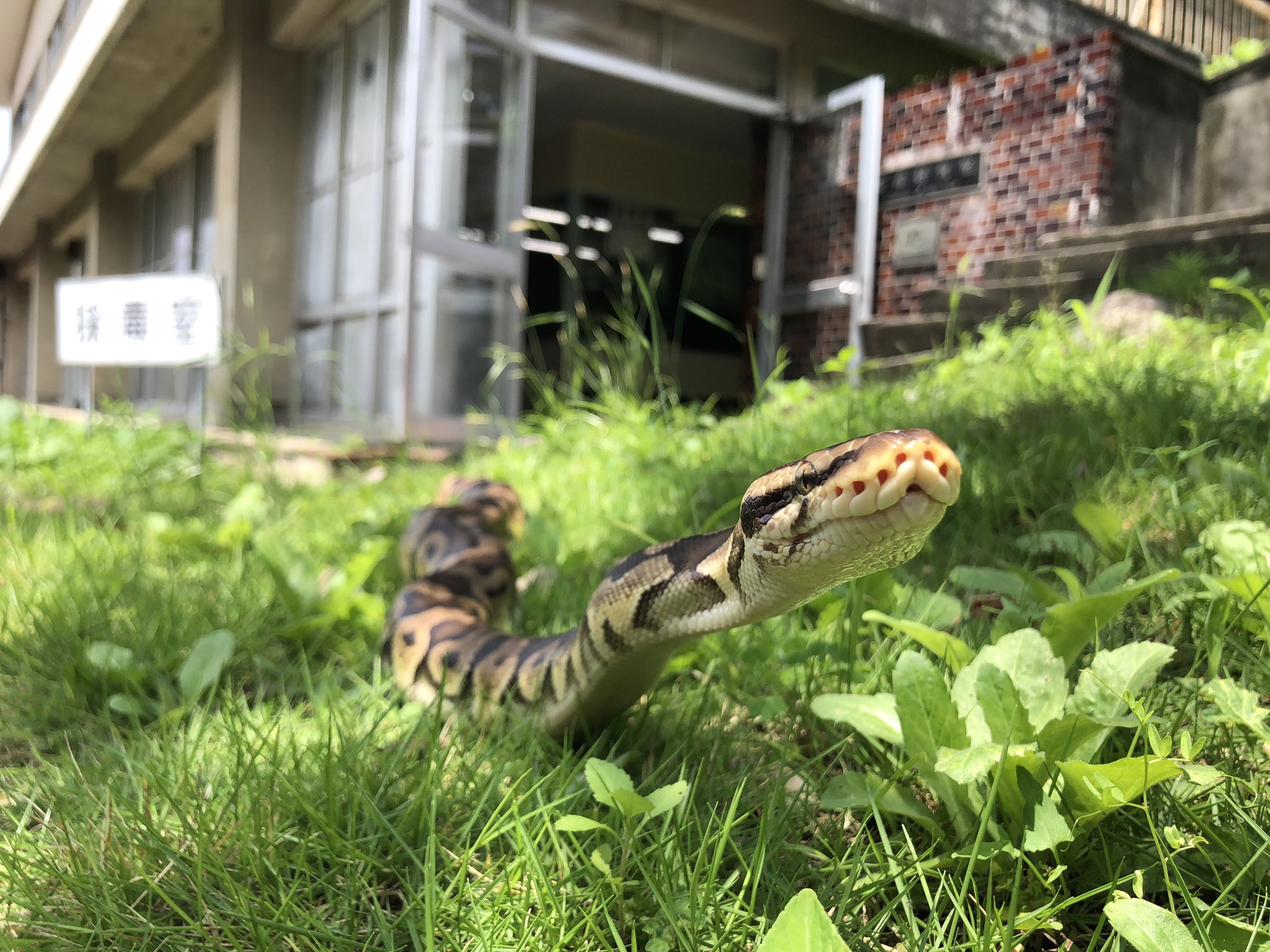 ジャパン スネークセンター Jsc 写真の口元にあるたくさんの穴は鼻の穴ではなく ピット という器官 です 穴の奥には薄い膜があり そこに赤外線が当たることで熱を感知できる仕組みです ヘビ特有の器官ですが ニシキヘビの仲間や夜行性の毒ヘビの一