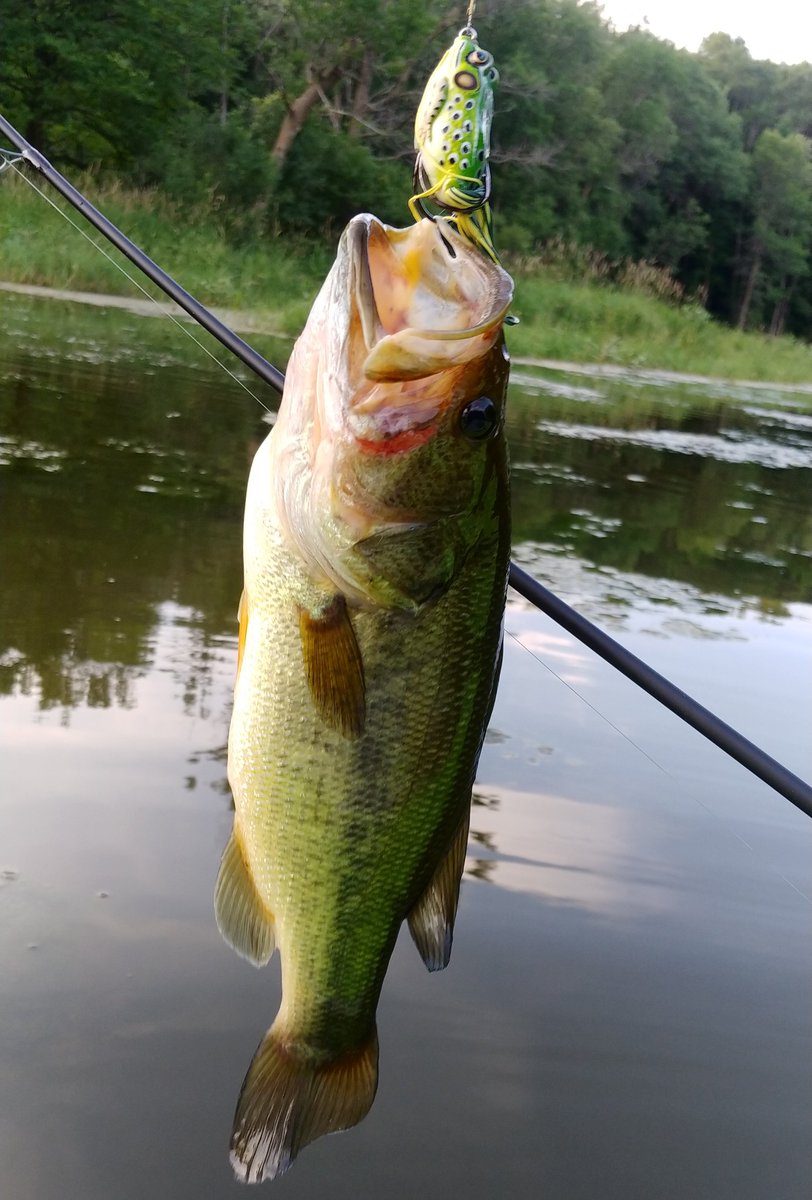 BrickedAndroid's tweet photo. Hot day and no wind had the bass hammering the top water lures today. https://t.co/dvHfVRyJ4C
