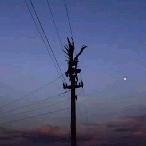 elchoposanchezm's tweet photo. #PanicoSiniestro
#felipeeltraidor observando el México libre https://t.co/R0v5PZCRok