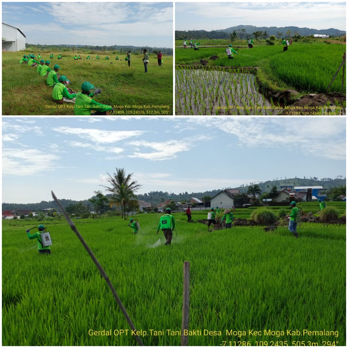 thlpoptjateng's tweet photo. Gerdal OPT  Penggerek Batang Padi
Kelp.Tani :Tani Bakti
Desa : Moga
Kec : Moga
Kab : Pemalang 
 3 juli 2020 Bersama BPTPHP,LAB.PHP Pemalang,Dinas Pertanian Kab.Pemalang POPT, PPL dan Petani
@Syahrul_YL
@ganjarpranowo
@SBanendro
@Prarastyani08
@DistanbunJateng https://t.co/UUdutTXub9