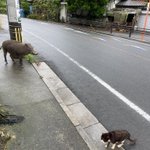 野生のイノシシと野良猫に遭遇!ちょっと状況に頭が追い付かない…