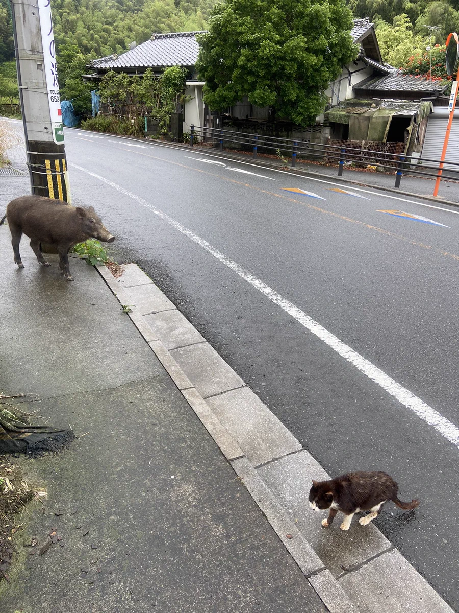 野生のイノシシと野良猫に遭遇！！ちょっと状況に頭が追い付かない…