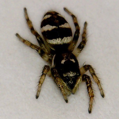 viverwiz's tweet photo. Live Zebra Spider, 10x by light microscope #microscopy #spider #arachnid #biology #explore #science #discover #nature https://t.co/OMxgNCUcfj