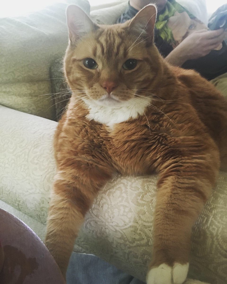 TheDailySimba's tweet photo. Time spent with a cat is never wasted 😻 (Unless you get wasted with the cat; j/k!) #LoveMyCat #Caturday #catsoftwitter #catsofinstagram https://t.co/cuU488Pxbe