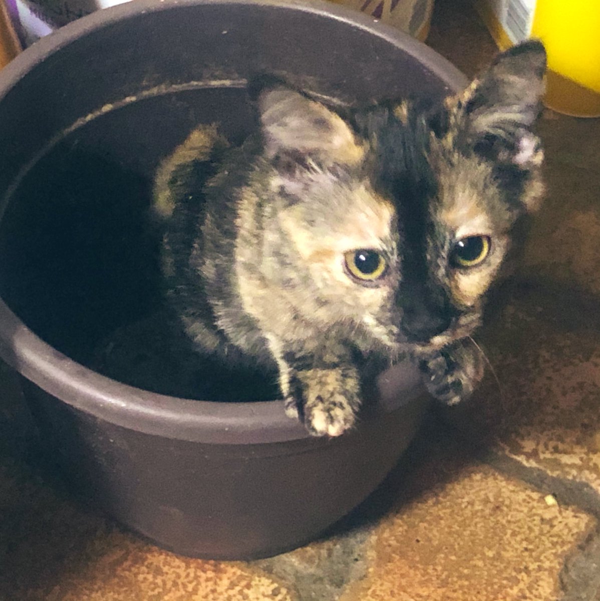 jungle_os's tweet photo. Power is back on! *finally*! Before bed, I found the kittens playing in the laundry room... Oliver found a cozy flower pot & I hope Pearl isn’t planning to “plant” her brother w/ that bucket of potting soil she found... 🌱 #kittenmischief #cats #catsofTwitter https://t.co/APK6lG7p5O
